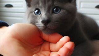 【猫エサの与え方まとめ】11の重要ポイントを解説！ 